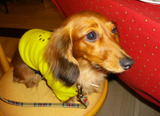 ¥Ç¥£¥Ê¡¼