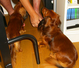 karoti&rocky