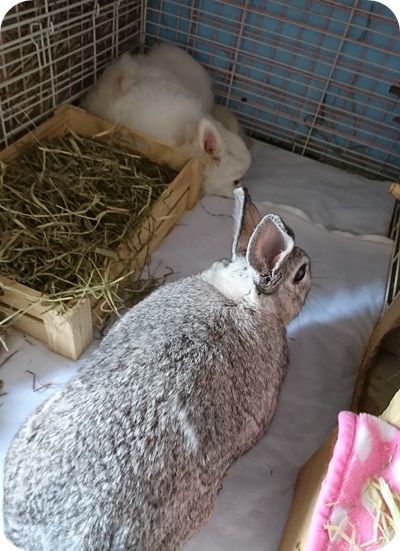 りりとこころ25
