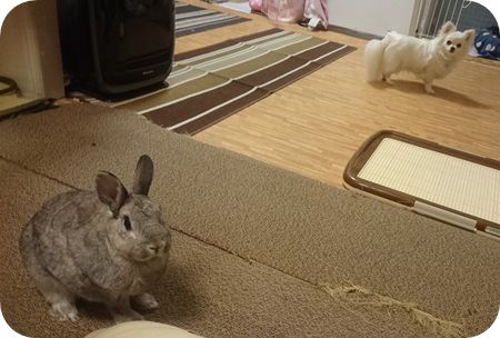 りりとこころ21