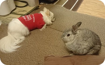 りりとこころ19