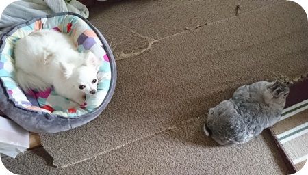 りりとこころ28