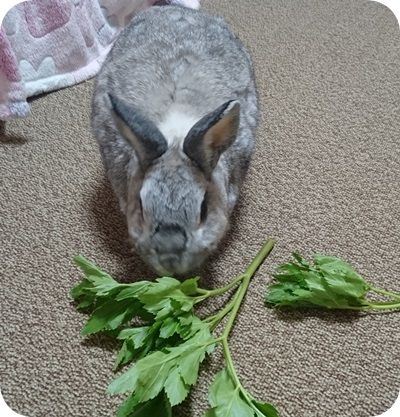 あしたば2