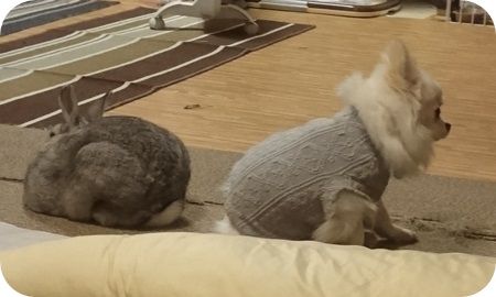 りりとこころ17