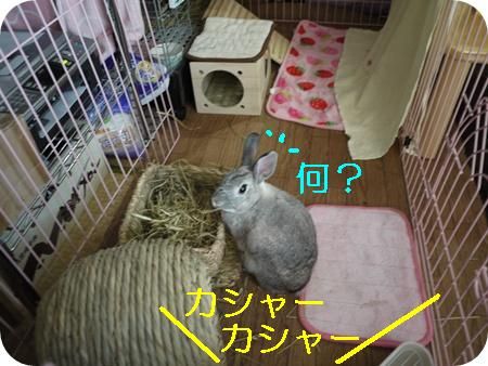��꣱