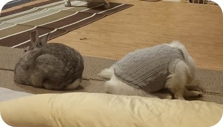 りりとこころ15