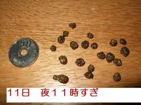 うんち6