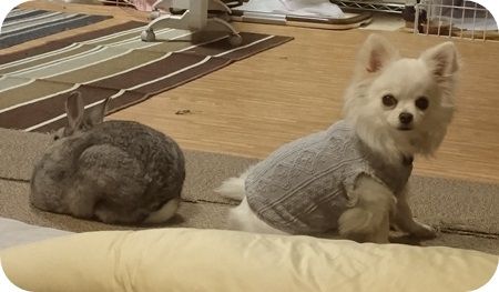 りりとこころ16