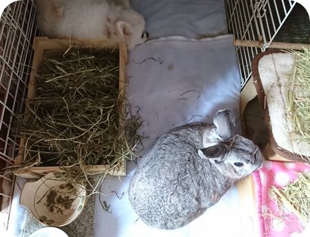 りりとこころ26