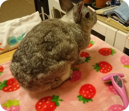 りり46