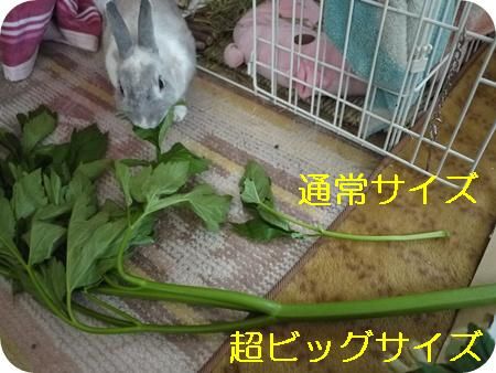 �����գ�