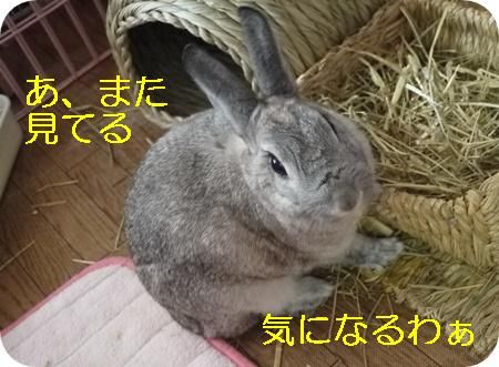 ��꣸