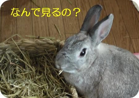 ��ꣶ