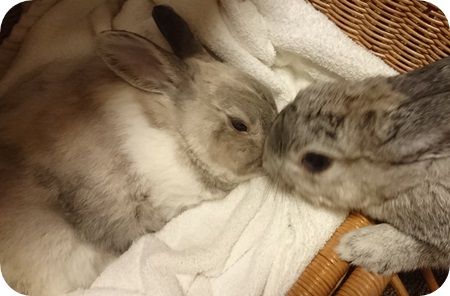 まるとりり1