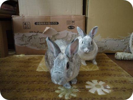 �ޤ�Ȥ�ꣲ