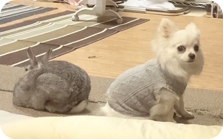 りりとこころ18