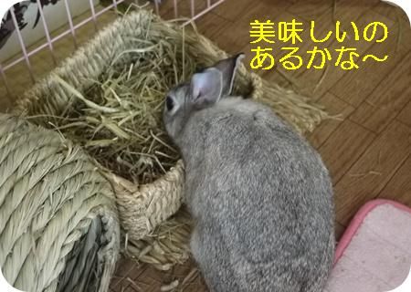 ��ꣴ