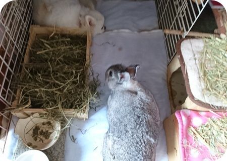 りりとこころ24