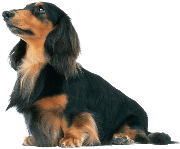 img_dog_l_minidachshund