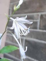 39