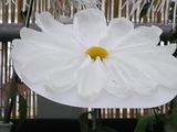 959b924d.JPG