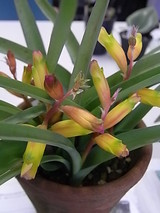 �饱�ʥꥢ