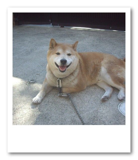犬1