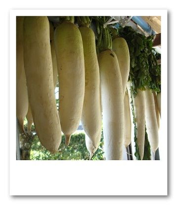大根1