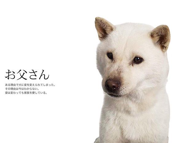 白い柴犬