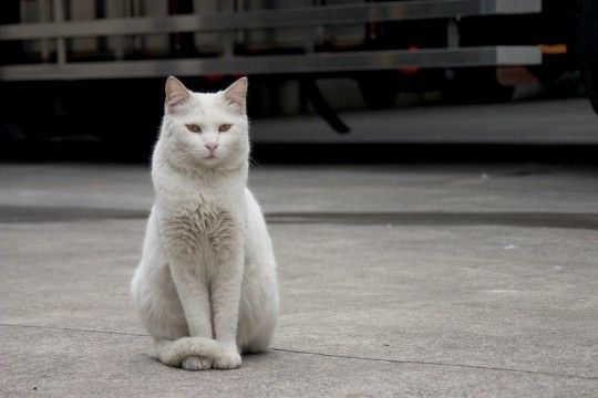 白猫