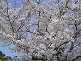 Ëþ³«¤Î¥½¥á¥¤¥è¥·¥Î¤È¿¿¤ÃÀĤʶõ!!