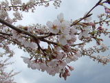 まだ蕾がチラチラ。。。