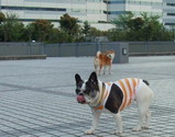 舌なめずり犬 その1