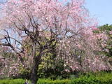 北の丸公園の枝垂桜は