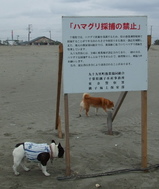 九十九里でハマグリを獲ってはイケマセン!!