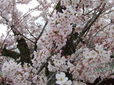 御殿場のソメイヨシノは
