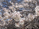 満開DE花吹雪♪