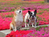 毎年恒例のツツジショット。