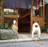 代官山の手ぬぐい屋さん。