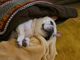 ¤Ì¤¯¤Ì¤¯¤Ç¤¹¤¥zzz