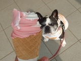 ソフトクリームガン見犬