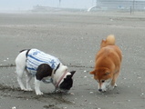 豊海海岸でも