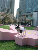 ミッドタウンの『桜カフェ』にも寄り道♪