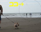 ¤³¤ó¤Ê