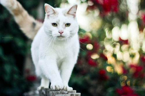 neko