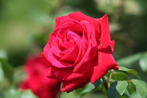 rose1