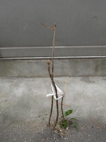²èÁü 2010 12 31 007