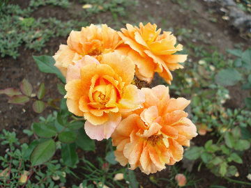 ²èÁü 2010 06 27 014