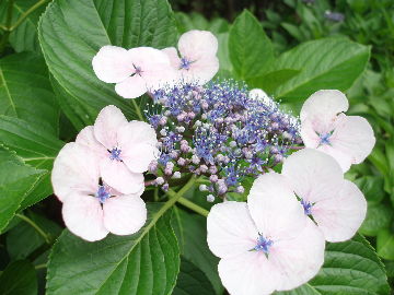 ²èÁü 2010 06 27 015