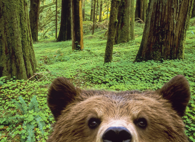 bear